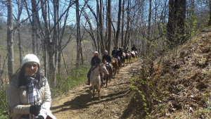 Asheville Area Horseback Riding